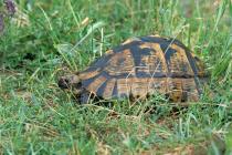 Griechische Landschildkrte
